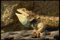 196076 Desert Spiny Lizard A4 Photo Print