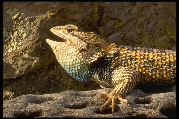 196076 Desert Spiny Lizard A4 Photo Print
