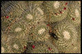 196078 Cactus Study With Beetle A4 Photo Print