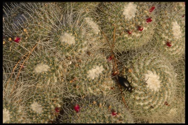 196078 Cactus Study With Beetle A4 Photo Print