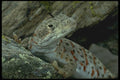 196079 Bluntnose Leopard Lizard A4 Photo Print