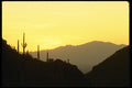 196080 Cholla Sunset A4 Photo Print