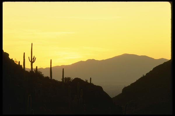 196080 Cholla Sunset A4 Photo Print