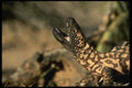 196081 Gila Monster Warning A4 Photo Print
