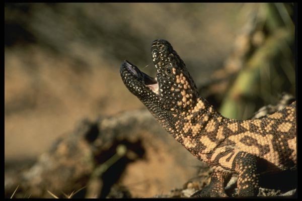 196081 Gila Monster Warning A4 Photo Print