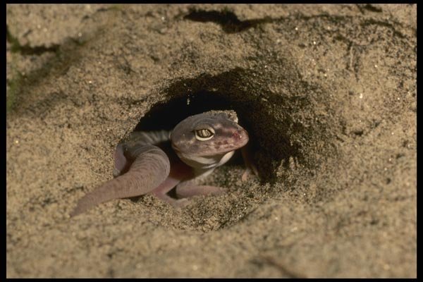 196082 Banded Gecko A4 Photo Print