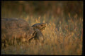 196083 Desert Tortoise A4 Photo Print