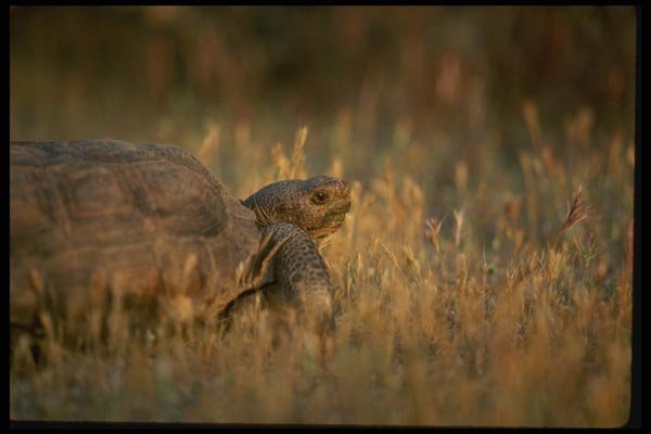196083 Desert Tortoise A4 Photo Print
