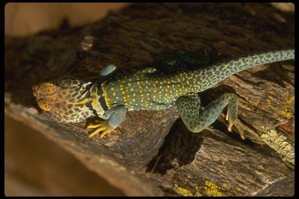 196084 Male Collared Lizard A4 Photo Print