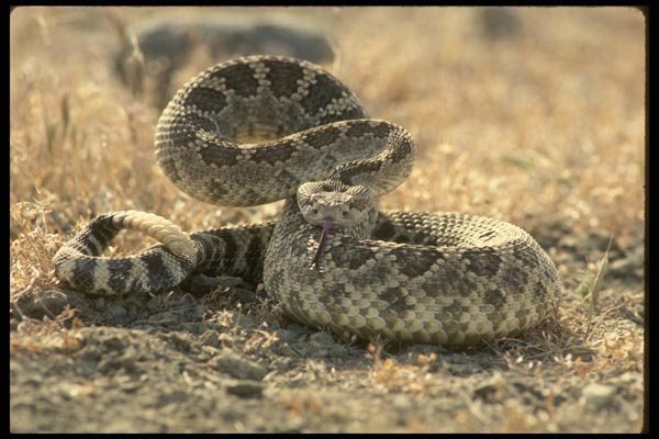196085 Western Diamondback Rattlesnake A4 Photo Print