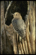 196086 Gila Woodpecker A4 Photo Print