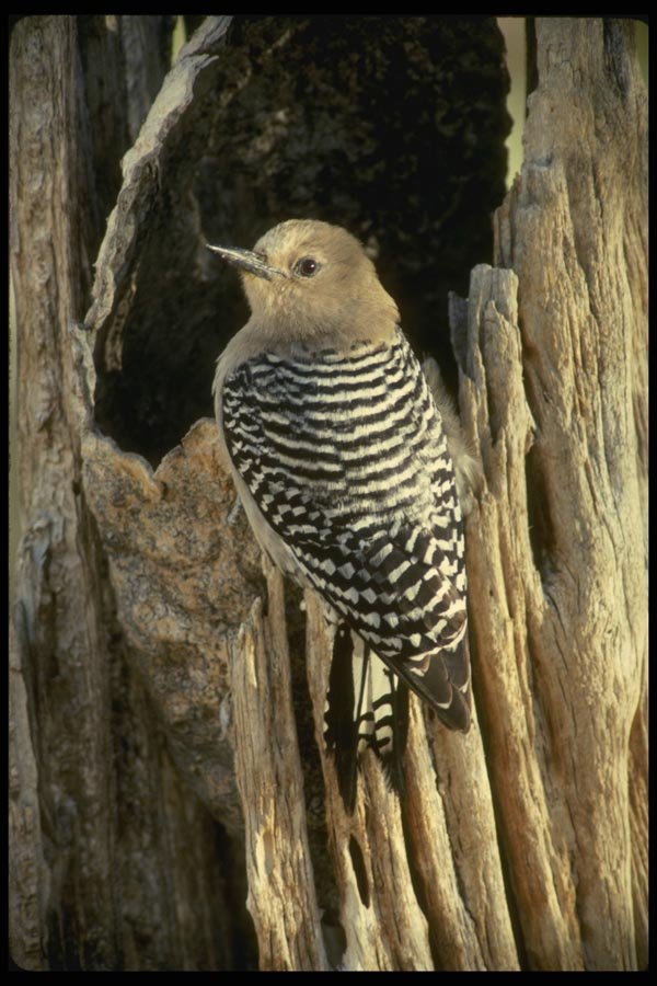 196086 Gila Woodpecker A4 Photo Print