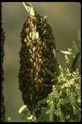 196087 Bee Swarm In Tree A4 Photo Print