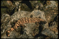 196088 Gila Monster A4 Photo Print