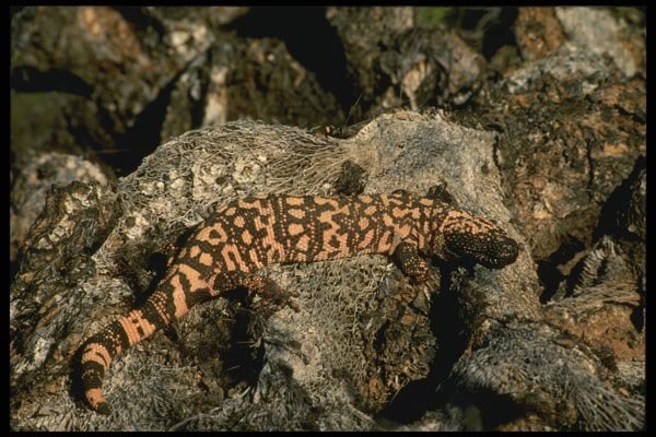 196088 Gila Monster A4 Photo Print