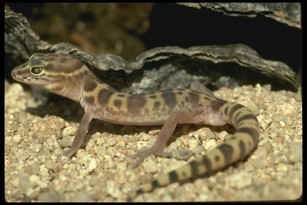 196090 Western Banded Gecko A4 Photo Print