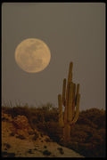 196093 Saguaro Cactus A4 Photo Print
