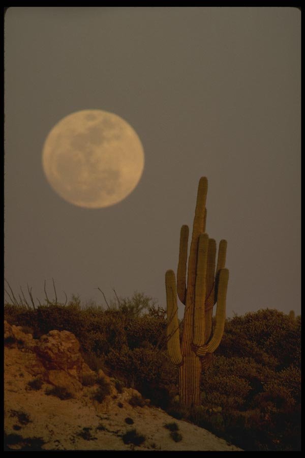 196093 Saguaro Cactus A4 Photo Print