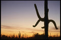 196094 Saguaro Sunset A4 Photo Print