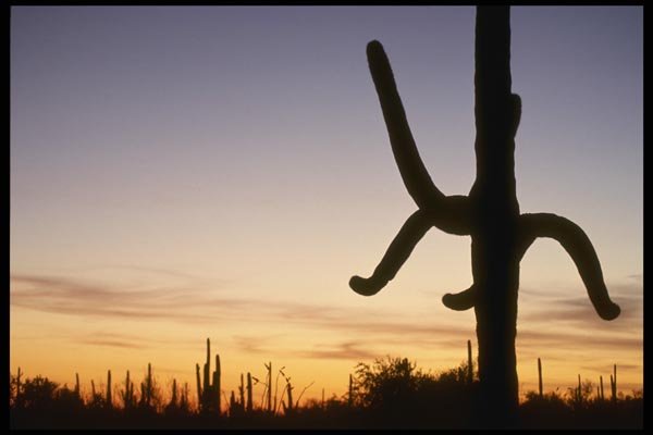 196094 Saguaro Sunset A4 Photo Print
