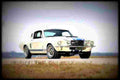 1967 shelby gt500 super snake A4 Photo Print