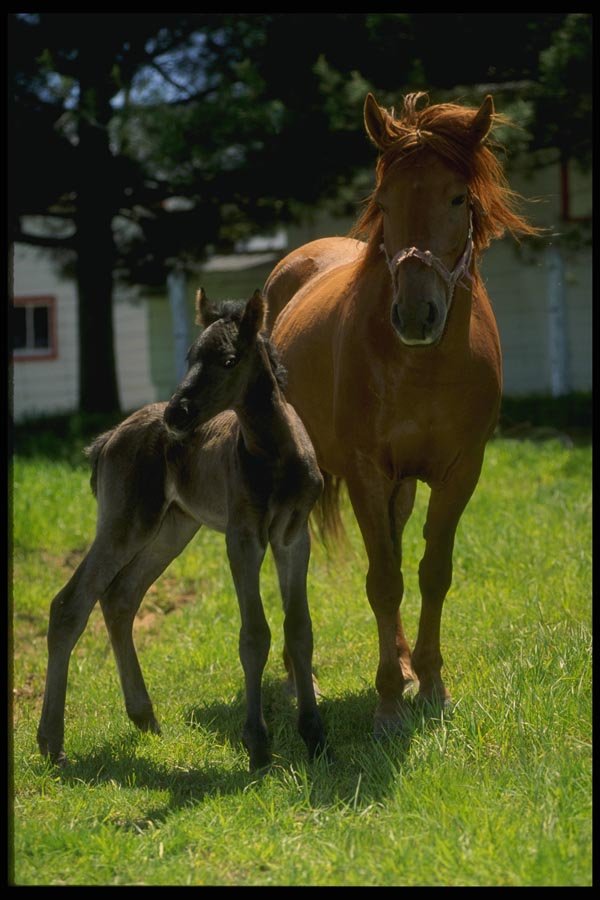 197000 American Saddlebred And Colt A4 Photo Print
