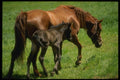 197001 American Saddlebred And Colt A4 Photo Print