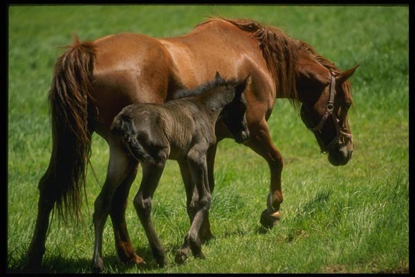 197001 American Saddlebred And Colt A4 Photo Print