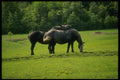 197002 Belgian Horses A4 Photo Print
