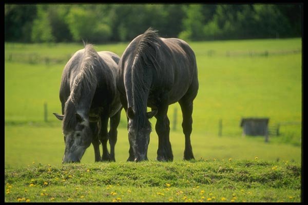 197003 Belgian Horses A4 Photo Print
