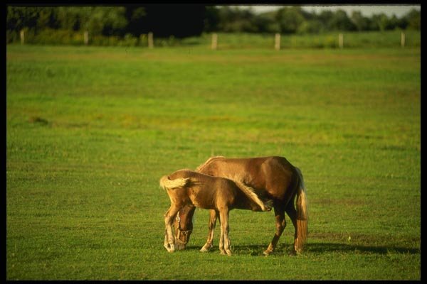 197004 Palomino A4 Photo Print