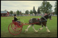 197006 Horse And Buggy A4 Photo Print