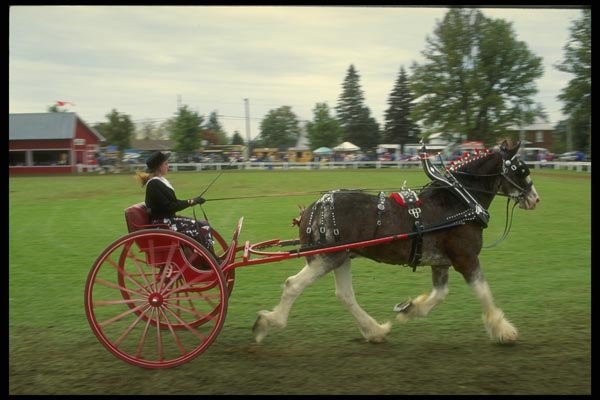 197006 Horse And Buggy A4 Photo Print
