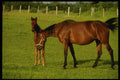 197010 Thoroughbred A4 Photo Print
