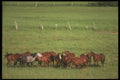 197011 Farm Horses A4 Photo Print