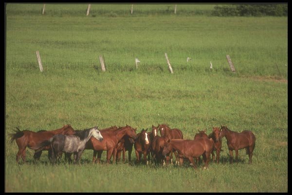 197011 Farm Horses A4 Photo Print