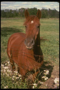 197013 American Saddlebred A4 Photo Print