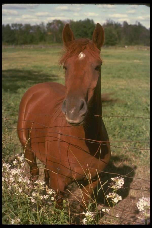 197013 American Saddlebred A4 Photo Print