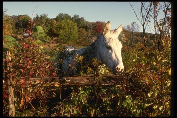 197015 Mare A4 Photo Print