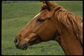 197016 Palomino A4 Photo Print