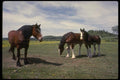197017 Working Horses (farm) A4 Photo Print