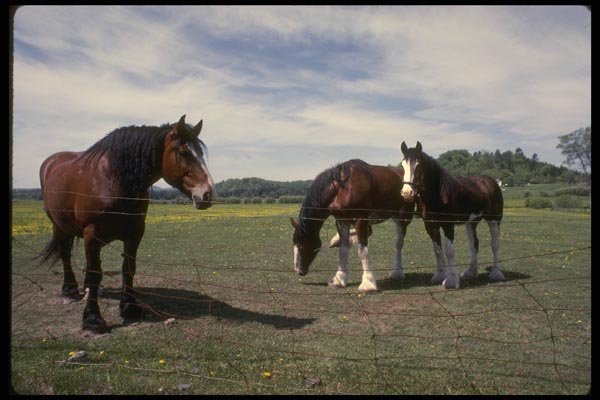 197017 Working Horses (farm) A4 Photo Print