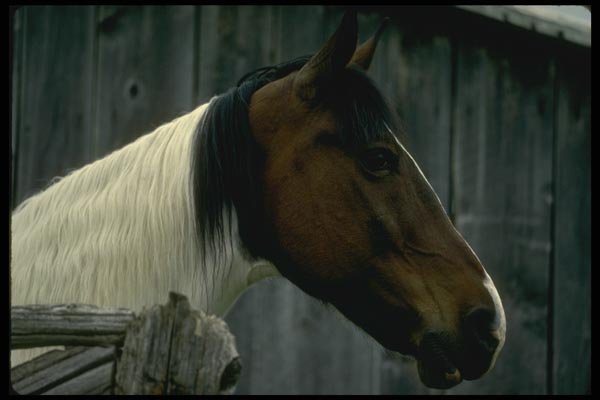 197018 Farm Horse A4 Photo Print