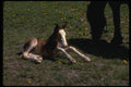 197019 Pony A4 Photo Print