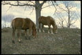 197020 Palominos A4 Photo Print