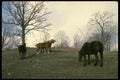 197021 Wild Horses A4 Photo Print