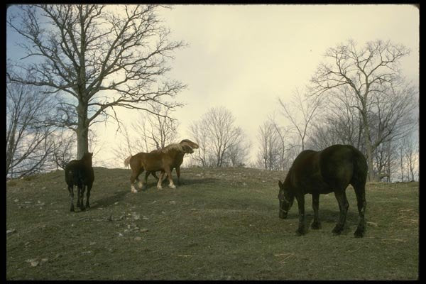 197021 Wild Horses A4 Photo Print