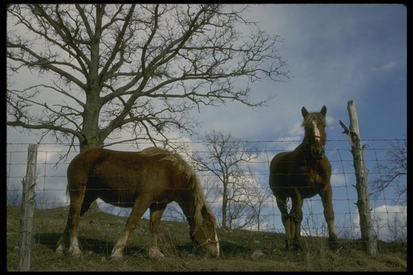 197022 Palominos A4 Photo Print