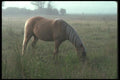 197025 Palomino A4 Photo Print