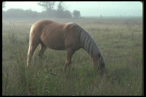 197025 Palomino A4 Photo Print